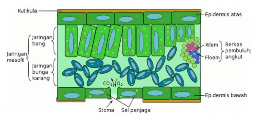 jaringan_tumbuhan.jpg